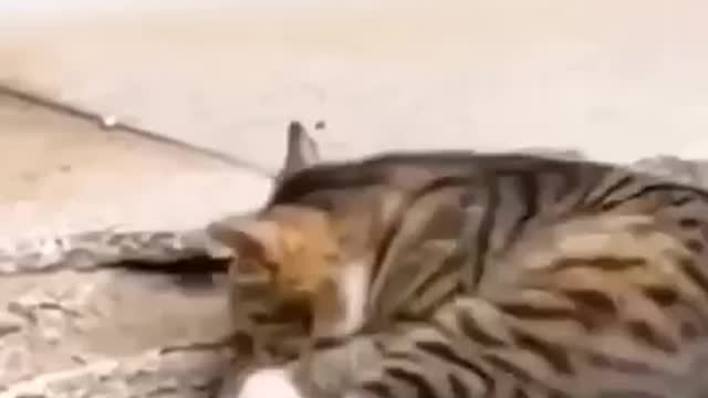 The cat catches a mouse in a wonderful way