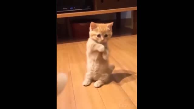 Funny Animals! Funny Cats! Funny Videos! # Shorts