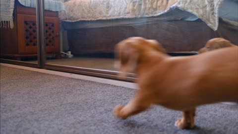 Very Crazy and funny dog