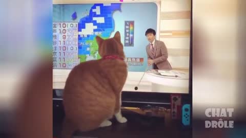 Watch funny cat how to play