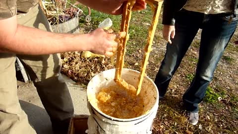 Honey extraction by man