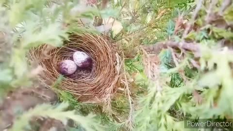 BULBUL BIRD- RED WHISKRED MAKING NEST ,LAYING EGGS ,HATCHING BABY BULBUL BIRDS
