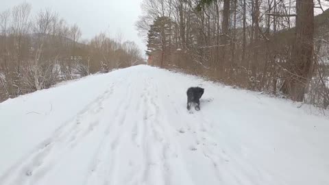 Cute dog is so excited to play in the snow