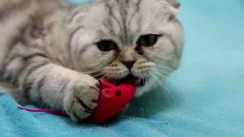 Funny Cat Videos