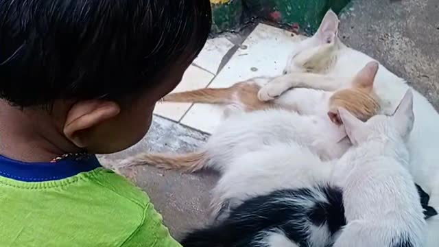 2 years baby playing with cat and kittens