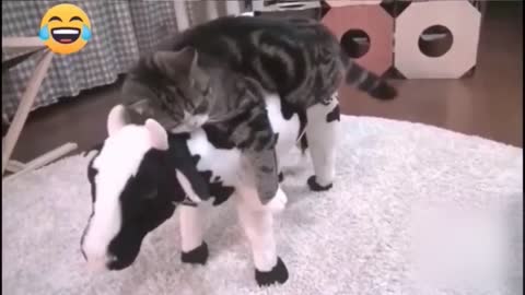 Cats and Dogs Funny Reaction 2020│Funny Animal Videos Compilation│Try Not To Laugh 🤣