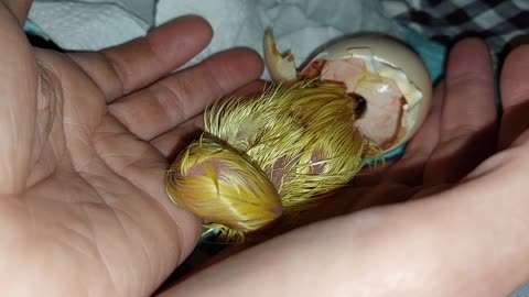 Muscovy duckling just hatched
