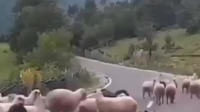 When The Sheep Have Had Enough...