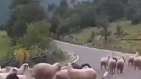 When The Sheep Have Had Enough...