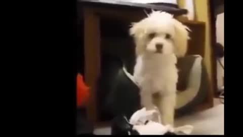Very Funny Dogs Video Compilation Funny Videos