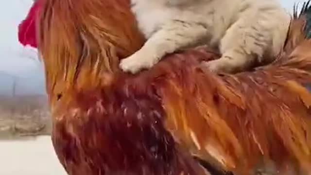 Cute Puppy Playing with Roster || Interesting & funny Video