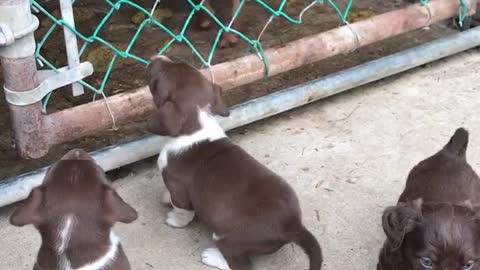 Baby puppies