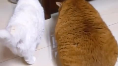 It is time for lunch