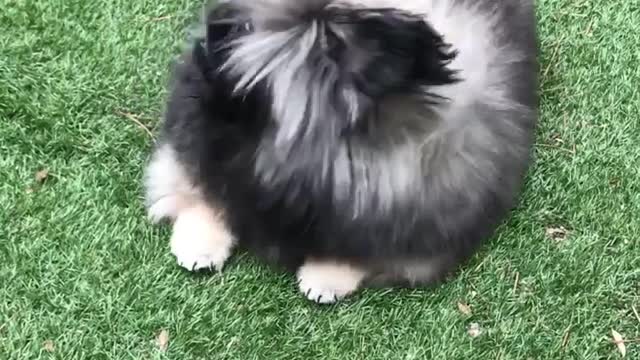 🔥Funniest Dogs will make you laugh all day long | Instagram Reels and Tiktok Videos | Desi animals 🔥