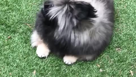 🔥Funniest Dogs will make you laugh all day long | Instagram Reels and Tiktok Videos | Desi animals 🔥