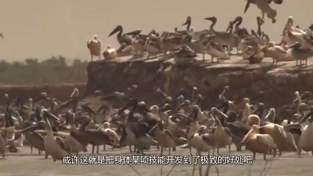 Big Mouth Pelican
