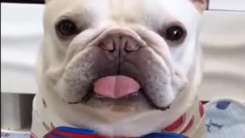 Cute bulldog (BULLDOG)