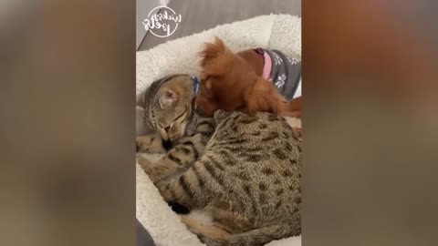 Funny Dog and Cat Ep4