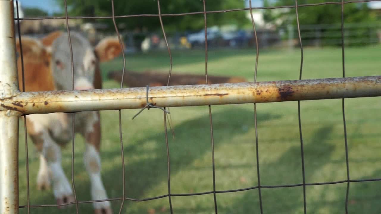 Cow Comes Running Like A Puppy After Being Called By Owner