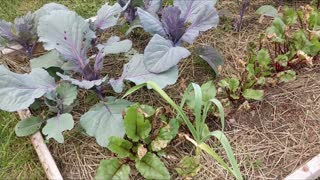 Backyard Urban Homestead Garden Tour - One Month Progression