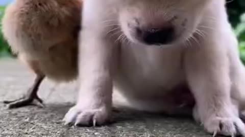 bird tries to hold up sleepy puppy