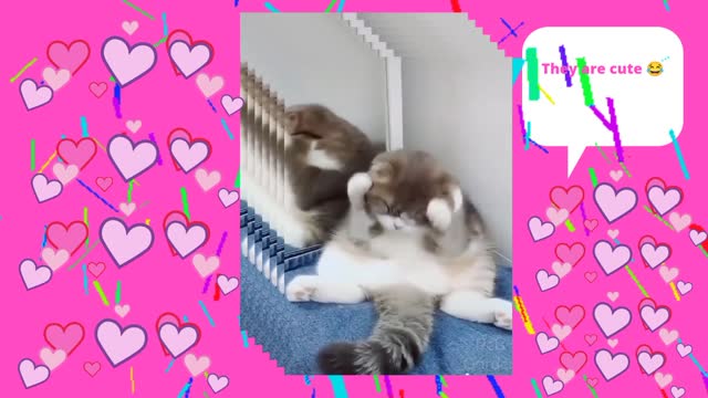 The cutest and cutest cats 😻