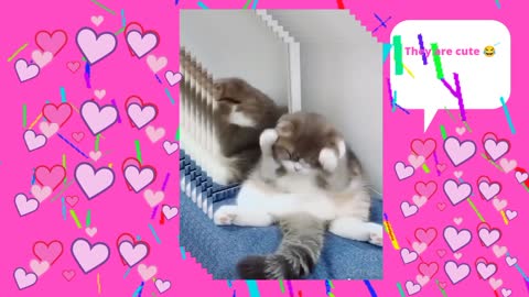 The cutest and cutest cats 😻