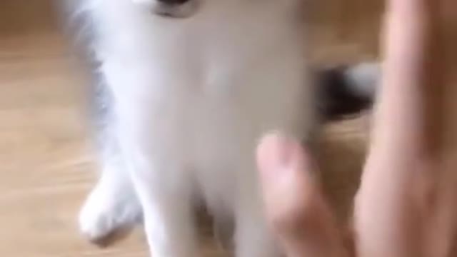 Cute dogs video compilation