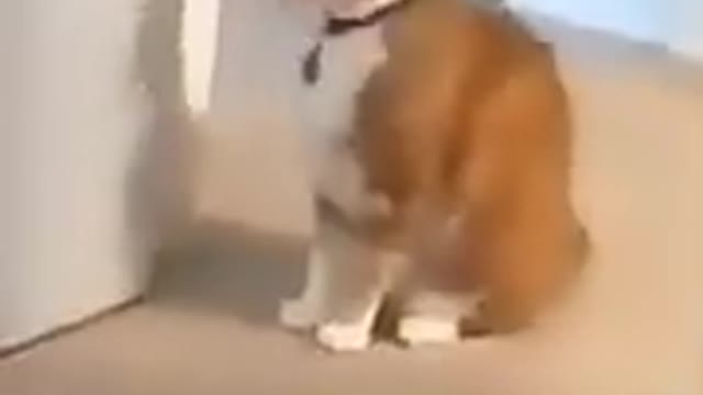 Cat vs cat Comedy fight
