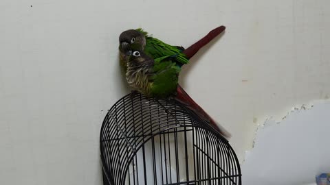 conures making love