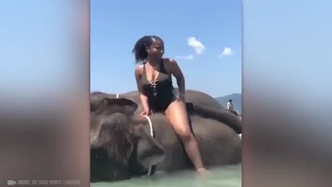 Moments of Animal Genius That Will Amaze You