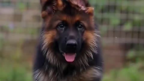 Hero puppy