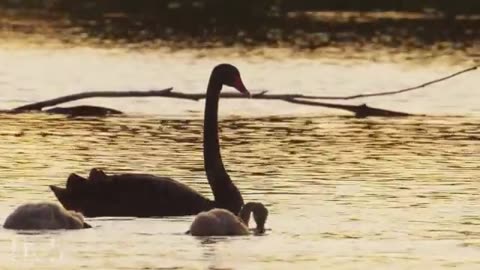 4k animal best video #bestvideo#video