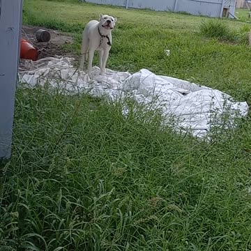 TERRIBLE LIFE OF A DOG IN HOT FLORIDA WEATHER