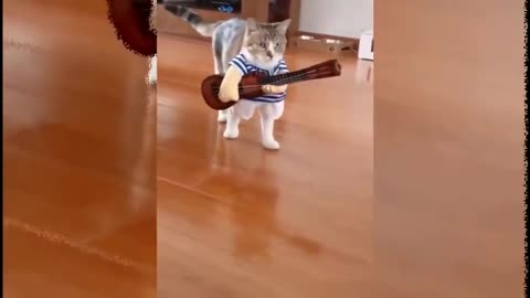videos of cute and funny dogs and cats compilation