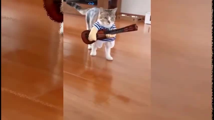 videos of cute and funny dogs and cats compilation