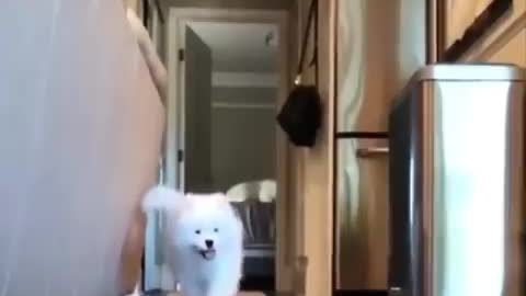 Sooo ! Cute puppy playing ....🐶