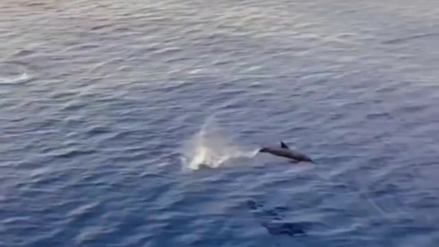 Wow a dolphin with us😍😍