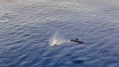 Wow a dolphin with us😍😍