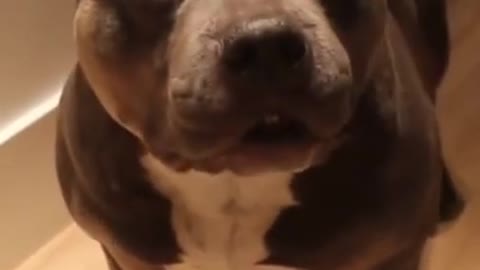 Talking dog