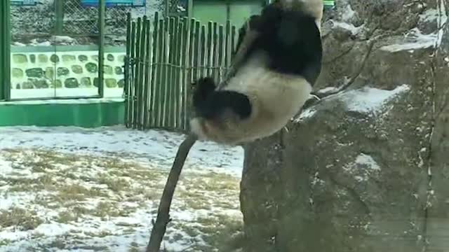 Panda funny moment