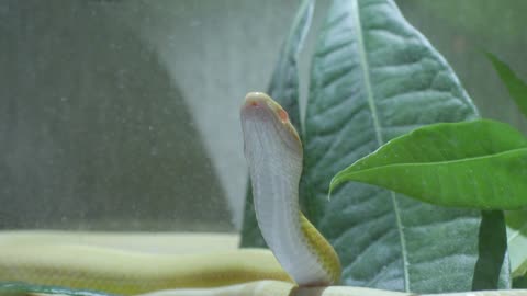 Snakes! Snakes sound! Hiss