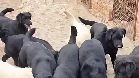 Black Labrador at play