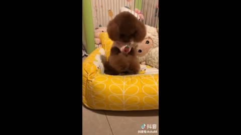 Tik Tok Puppies 🐶 Funny and Cute Dogs Videos