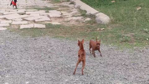 Dogs barking to the strangers to protect her puppies