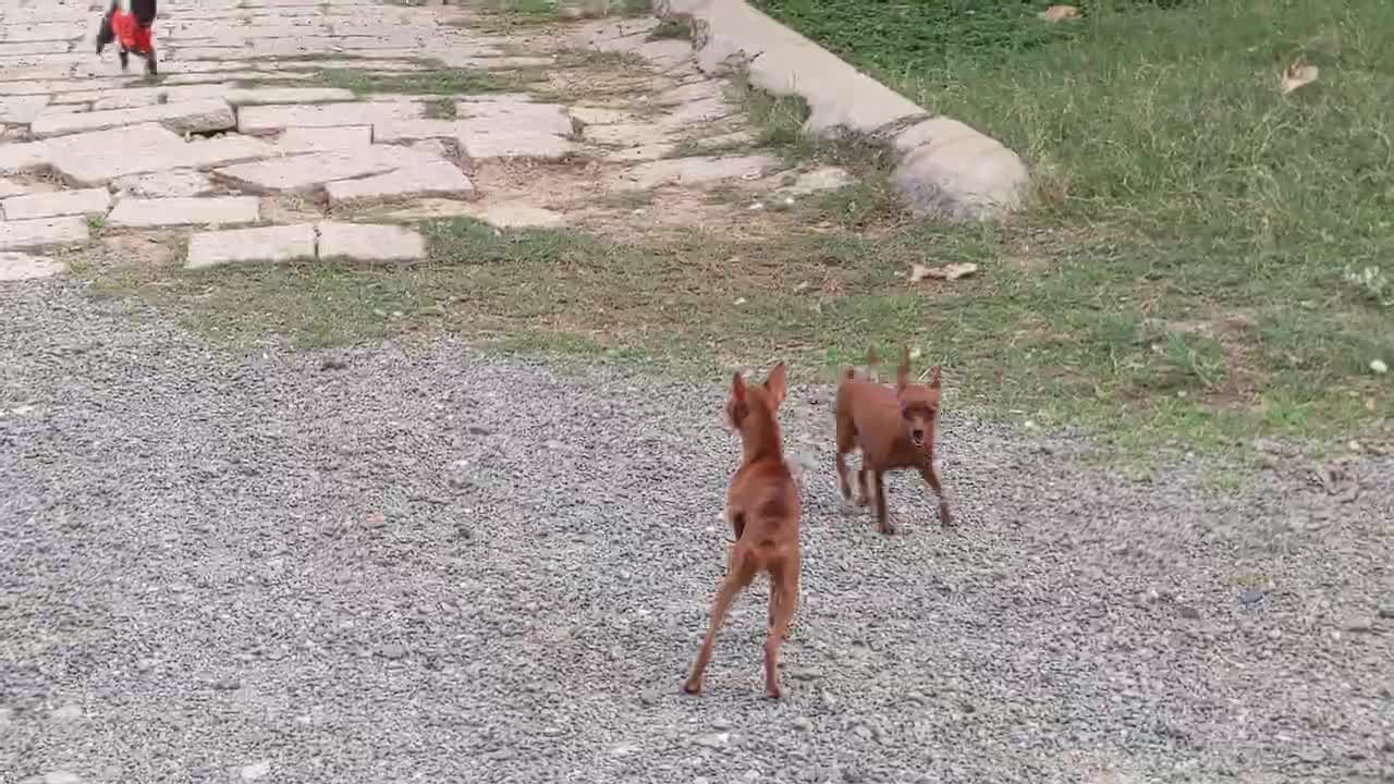 Dogs barking to the strangers to protect her puppies