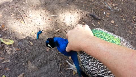 Petting a Pretty Peacock
