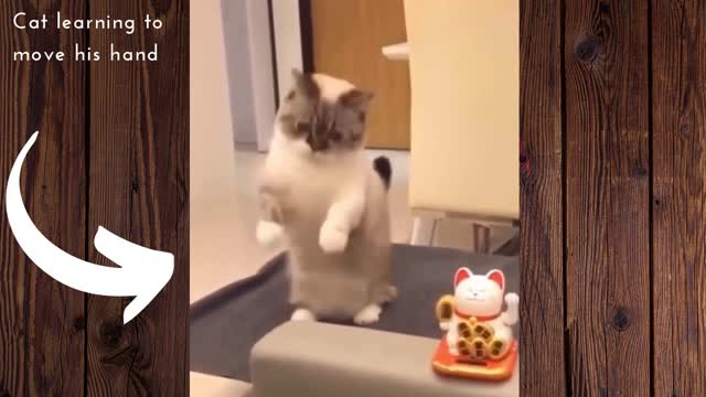 Cat Learning to Move His Hand