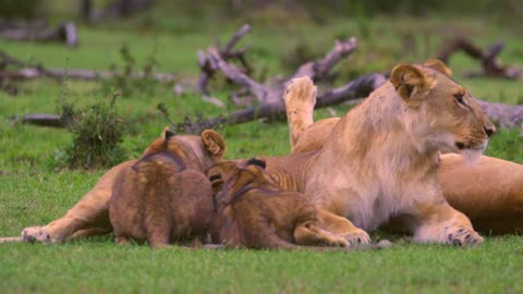 Lion Cubs Feeding From Mother 01