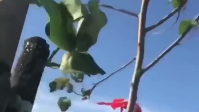 Child Lifted upto 50 Feets into The Air by Gaint Kite in Taiwan Festival